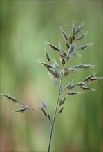 Close-up of a blade of grass with green blurred background in daylight Panicle grass Grass pollen