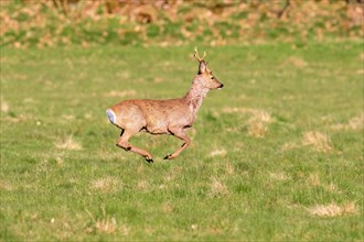 Roe deer buck (Capreolus capreolus) jumping with all legs in the air on a grassy meadow at spring
