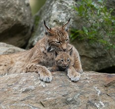 Eurasian lynx (Lynx lynx) female, mother and young on a rock, captive, Germany, Europe