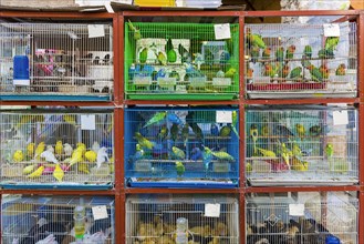 Budgerigars in cages at animal market in Doha, animal, bird, animal trade, trade, animal cruelty,