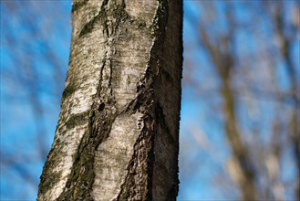 Birch (Betula) with blurred background in forest, North Rhine-Westphalia, Germany, Europe