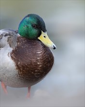 Mallard (Anas platyrhynchos) male, close-up, water droplets, looking to the right, foggy, ground