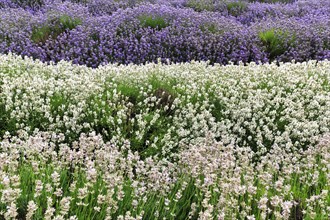 Lavender (Lavandula), lavender field on a farm, different varieties, purple and white, Cotswolds