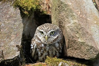 Little owl (Athene noctua), (Tyto alba), adult, at breeding den, alert, portrait, Lowick,