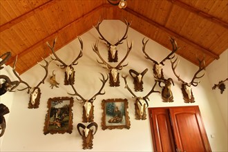 Hunting room with trophies and taxidermied animals, South Hungary, Hungary, Europe