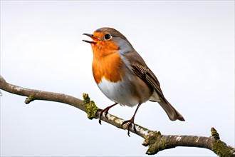 European robin perched on a thin branch, isolated on white background, AI generated