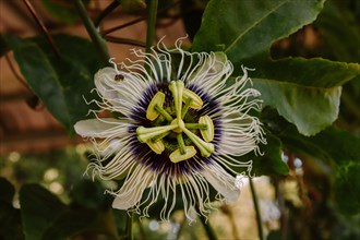 A detailed close-up of a white and purple passion flower in bloom among green leaves