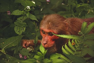 A pensive monkey camouflaged among leafy greens stares with calm eyes