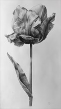 Monochromatic and detailed artwork of a tulip botanical illustration, ai generated, AI generated