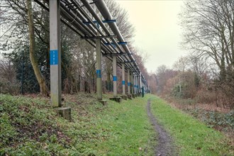 Pipelines for industry run through a forest with bare trees on a cloudy day, Bottrop, North