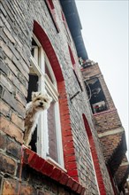 Cute hairy dog sticking out of the window in brick tenant house in Nikiszowiec, Katowice, southern