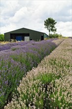 Lavender (Lavandula), lavender field on a farm, Cotswolds Lavender, Snowshill, Broadway,