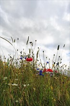 Wildflowers, poppies in a meadow, bad weather, Snowshill, Broadway, Gloucestershire, England, Great