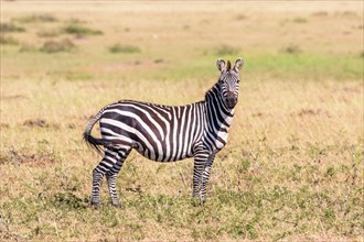 Plains zebra (Equus quagga) on a grass savanna in east africa, Maasai Mara National Reserve, Kenya,
