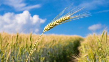 AI generated, A single ear in the cornfield, Barley