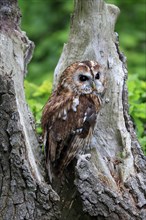 Tawny owl (Strix aluco), adult, on tree trunk, vigilant, Scotland, Great Britain
