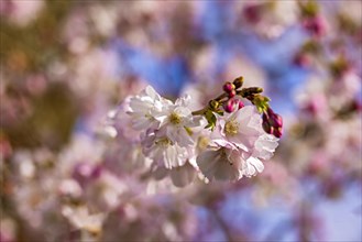Close-up of cherry blossom flowers in full bloom against a soft-focused spring sky, Prunus
