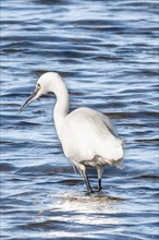 A white heron with an attentive gaze searches the water
