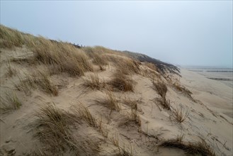 Sand dunes with dry grass and wooden groynes by the sea under a cloudy sky