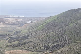 Agriculture terraced landscape seen from the Mirador del Guinate, Haria, Lanzarote, Canary Islands,