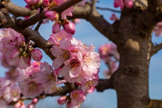 03 March 2024: Close-up of almond blossoms in Neustadt-Gimmeldingen (Palatinate) . Over the next