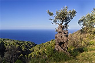 A lone, rugged tree stands on a cliff overlooking the sea under a clear sky, Hiking tour from