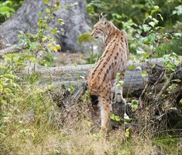Eurasian lynx (Lynx lynx) walking through its territory, captive, Germany, Europe