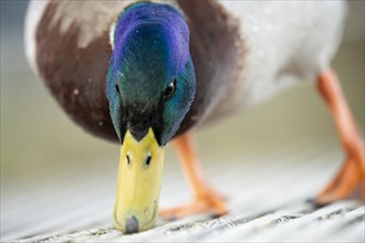Mallard (Anas platyrhynchos) male, frontal close-up, searching the ground, a wooden footbridge,