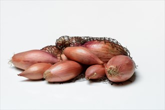 Shallot, Allium cepa