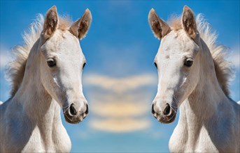 KI generated, Two white foals, portrait, blue sky, horses, grey foals, montage