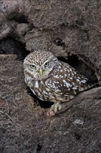 Little owl (Athene noctua), (Tyto alba), adult, at breeding den, vigilant, Lowick, Northumberland,
