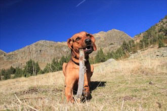 A playful dog holds a stick in its mouth on a grassy mountain field on a sunny day, Amazing Dogs in