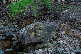 A large rock lies amid debris on a shadowy forest floor, in South Korea