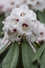 Rhododendron blossom (Rhododendron sutchuenense Geraldii), Emsland, Lower Saxony, Germany, Europe