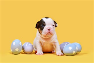 Young French Bulldog dog puppy with purple Easter eggs on yellow background