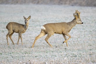 European roe deer (Capreolus capreolus), goat and buck walking in a meadow, Lower Austria, Austria,