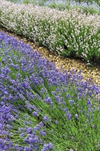 Lavender (Lavandula), lavender field on a farm, different varieties, blue and white, Cotswolds