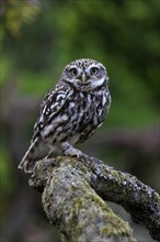 Little owl (Athene noctua), (Tyto alba), adult, on tree trunk, alert, Lowick, Northumberland,