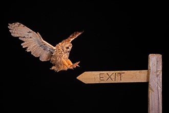 Long-eared owl (Asio otus), adult, flying, landing, on signpost, at night, Scotland, Great Britain