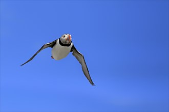 Puffin (Fratercula arctica), adult, flying, Farne Islands, England, Great Britain