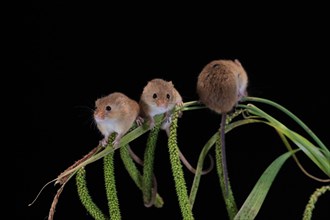 Eurasian harvest mouse (Micromys minutus), adult, three, group, on plant stalks, spikes, foraging,