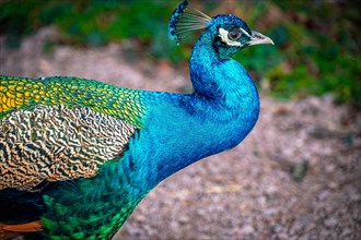 The peacock bird (Pavo cristatus) roams its territory, Leuna, Saxony-Anhalt, Germany, Europe
