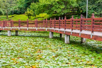 A tranquil wooden walkway crossing over a pond full of green lily pads, in South Korea