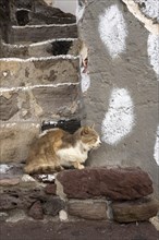 Cat sitting on a stone wall, climate, Milos, Cyclades, Greece, Europe
