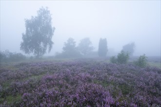 Heath landscape, flowering common heather (Calluna vulgaris), birch (Betula), morning mist,