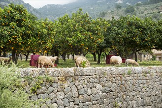 Citrus plantation and old stone wall, Fornalutx, Serra de Tramuntana, Majorca, Balearic Islands,