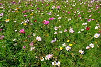 Wildflower meadow, Lower Rhine, North Rhine-Westphalia, Germany, Europe