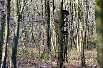 High seat in the forest, forest dieback, Lower Rhine, North Rhine-Westphalia, Germany, Europe