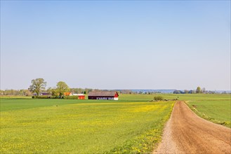 Long straight dirt road in the countryside towards the horizon with a farm on a flowering dandelion