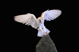 Barn owl, (Tyto alba), adult, on rocks, flying up, at night, Lowick, Northumberland, England, Great
